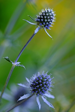 Steel Blue Sea Holly